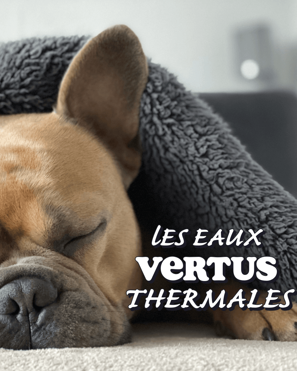 Photo d'un bouledogue français endormi avec le texte superposé 'LES EAUX VERTUS THERMALES' en blanc.